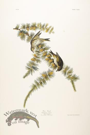 Pine Finch